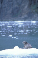Obraz premium Sea lion pup on an ice flow in Alaska