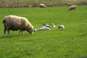 Fototapeta premium Spring lambs in Scotland
