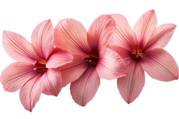 Vibrant pink flowers in full bloom