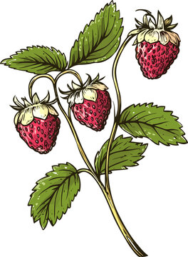 Wild strawberries on a branch vector sketch. Fragaria vesca alpine strawberry illustration.
