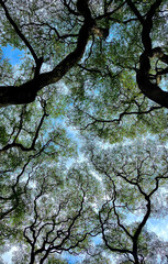 Arboles