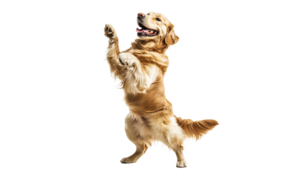 Golden retriever performs a charming trick indoors