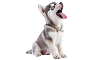 Cute puppy yawning in bright setting