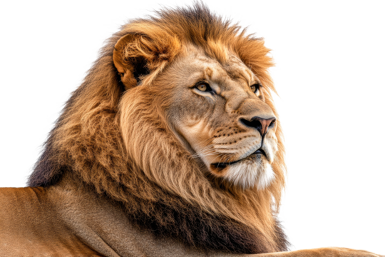 Majestic lion resting in a serene pose