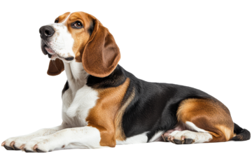 Beagle relaxing indoors during calm afternoon