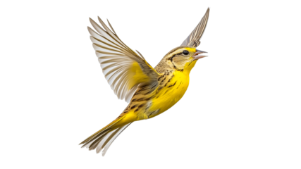 Vibrant yellow bird in mid flight with open wings