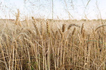 Fototapeta premium Golden wheat field under the blue sky, serene rural scene for photography enthusiasts