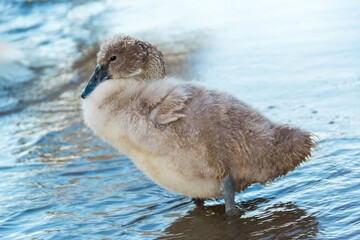 Adorable Cygnet Standing in Calm Lake Water With Soft Focus on Other Swans in the Background