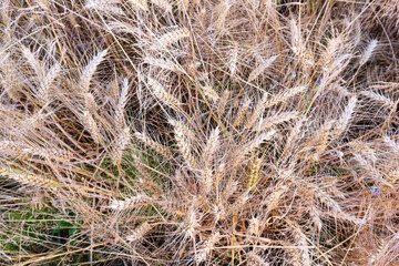 Beautiful golden wheat field ready for a bountiful harvest under the bright summer sun