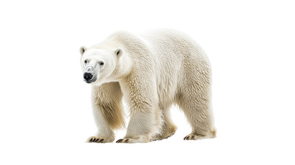 Polar bear walking on snow covered ground