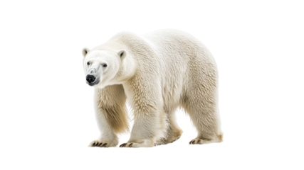 Polar bear walking on snow covered ground