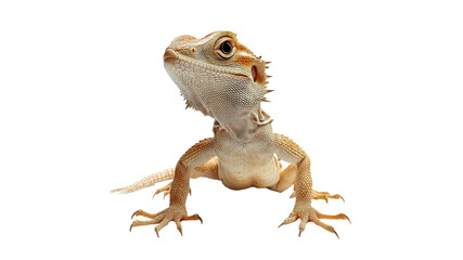 Naklejka premium Curious bearded dragon on white backdrop