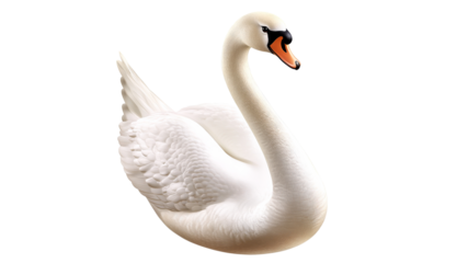 Elegant white swan gliding across calm water