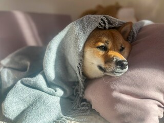 Pensive Shiba Inu with a sorrowful expression, head nestled under a blanket. The mood is reflective and contemplative. High quality close-up photo. copy space available.