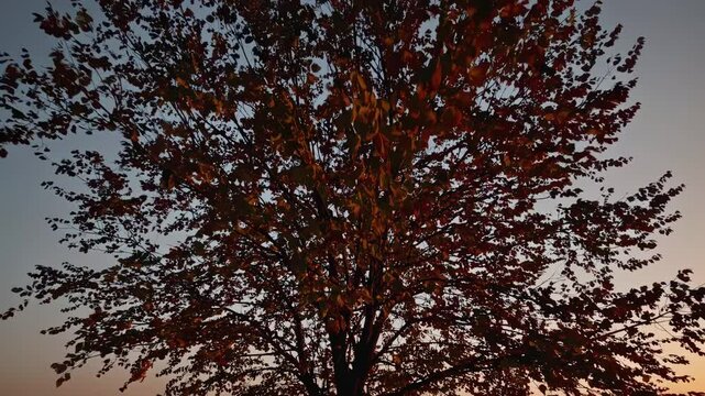 A serene sunset video captures a lone tree in silhouette from a low angle, emphasizing its symmetry against a colorful sky.