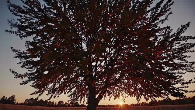 A serene video of a tree silhouetted against a sunset, captured from a low angle, emphasizing the tree's branches and the warm, glowing horizon.