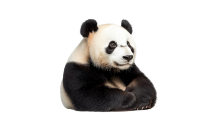 Panda relaxing at wildlife refuge