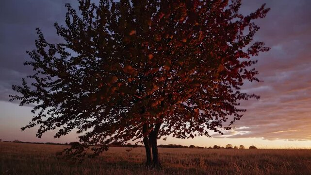 A solitary tree in a field at sunset, captured in a wide-angle shot. The video conveys tranquility with warm, golden hues and a serene atmosphere.