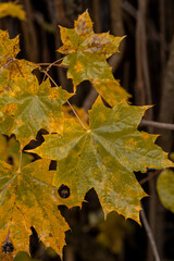 Colorful autumn maple leaves showcasing vibrant shades of yellow and green in a natural setting