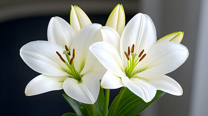 Fototapeta premium Beautiful white lily flowers in full bloom with green leaves and buds against a soft blurred background.