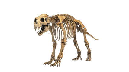 Realistic skeleton of a prehistoric predator