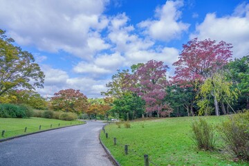 青空バックに見る秋の日本庭園の情景