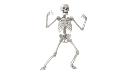 Skeleton in a playful pose for educational display