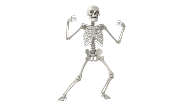 Skeleton in a playful pose for educational display