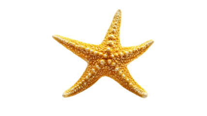 Bright yellow starfish on a white background