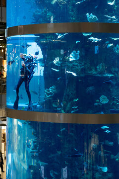 A diver swims among vibrant fish in the giant aquarium at Aviapark mall