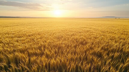 Obraz premium Aerial Drone Shot of Vast Wheat Fields Under Golden Sun