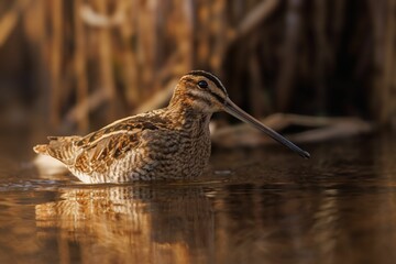 Snipe bird wading in water with reeds