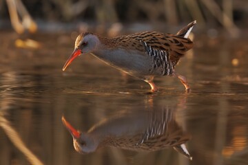 Water rail bird wading with reflection