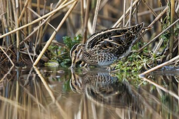 Snipe bird drinking from a pond