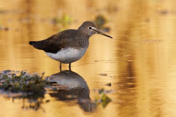 Sandpiper in Golden Reflections