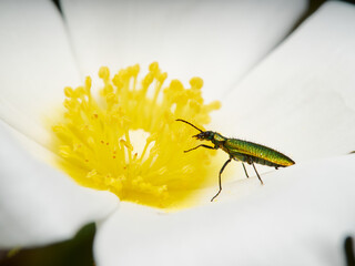 Chrysanthia viridissima