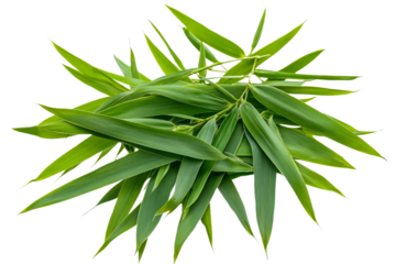 Green bamboo leaves on white background
