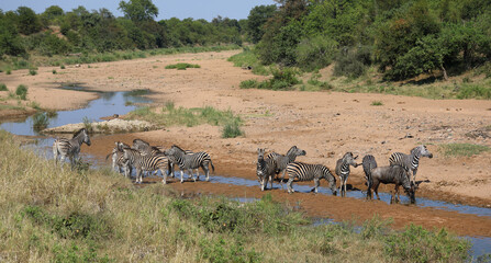 Streifengnu und Steppenzebra im Tsendze River/ Blue wildebeest and Burchell's zebra in Tsendze...