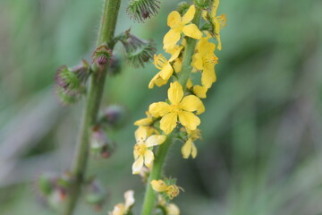 A sample of Common Agrimony (Agrimonia Eupatoria) in the Rose family, growing in Ontario Canada. -Captured by MIROFOSS