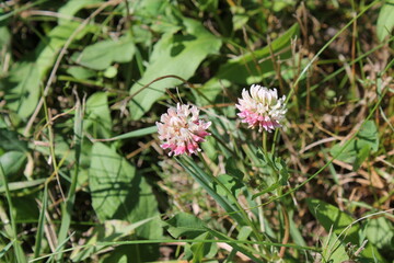 A sample of Aslike Clover (Trifolium Hybridum) in the Bean family, growing in Ontario Canada. -Captured by MIROFOSS