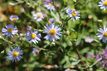Obraz premium A sample of Smooth Aster (Symphyotrichum Laeve) in the Aster family, growing in Ontario Canada. -Captured by MIROFOSS