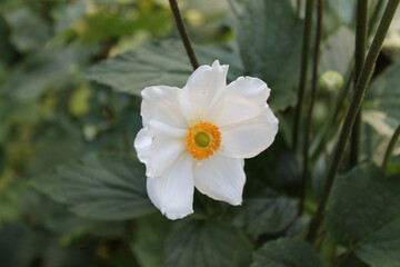 A sample of Japanese Anemone (Anemone Hupehensis) in the Buttercup family, growing in Ontario Canada. -Captured by MIROFOSS