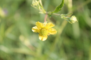 A sample of Yellow Avens (Geum Aleppicum) in the Rose family, growing in Ontario Canada. -Captured by MIROFOSS