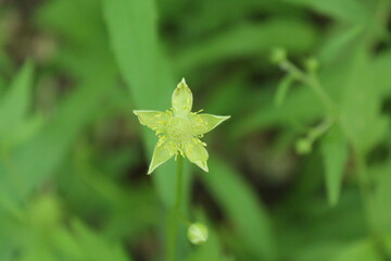 A sample of Tall Anemone (Anemone Virginiana) in the Buttercup family, growing in Ontario Canada....