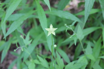A sample of Tall Anemone (Anemone Virginiana) in the Buttercup family, growing in Ontario Canada. -Captured by MIROFOSS
