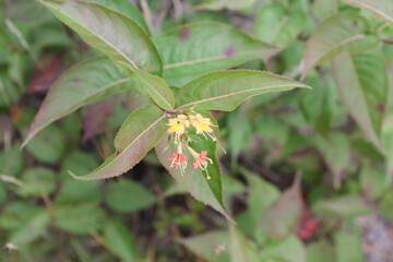 A sample of Northern Bush Honeysuckle (Diervilla Lonicera) in the Honeysuckle family, growing in...