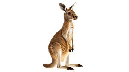 Kangaroo standing tall in a natural pose