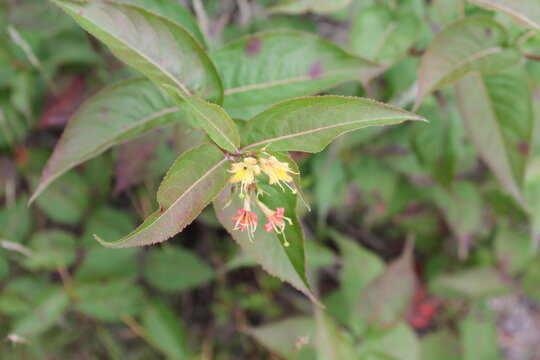 A sample of Northern Bush Honeysuckle (Diervilla Lonicera) in the Honeysuckle family, growing in Ontario Canada. -Captured by MIROFOSS