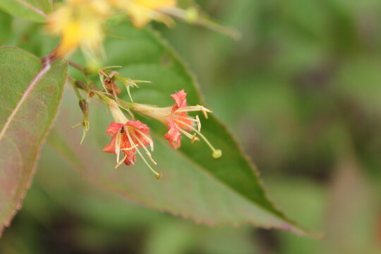 A sample of Northern Bush Honeysuckle (Diervilla Lonicera) in the Honeysuckle family, growing in Ontario Canada. -Captured by MIROFOSS