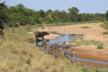 Afrikanischer Elefant und Steppenzebra im Tsendze River/ African elephant  and Burchell's zebra in...